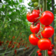 Tomato-Prices-Soar-in-Hyderabad-Following-Heavy-Rainfall-in-Telangana-and-Other-States