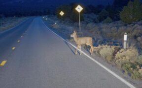 231_-Whats-the-True-Impact-of-Animal-Cruelty-on-TikTok_-Florida-Man-Faced-Faces-Serious-Charges-for-Deer-Abuse