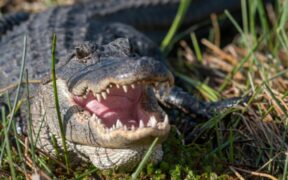 270_-Researchers-Stunned-by-Alligators-Latest-Underwater-Hearing-Discovery