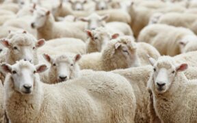 301_-Could-Australias-Decision-on-MV-Bahijah-Set-a-New-Standard-for-Livestock-Welfare