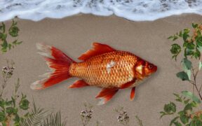 317_-Record-Breaking-Goldfish-Discovered-in-Australian-Suburban-Lake-Leaves-Experts-Astonished