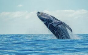 373_-Rare-Gray-Whale-Extinct-in-Atlantic-for-200-Years-Spotted-Near-Nantucket