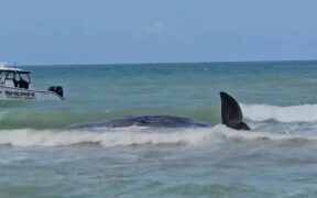 375_-Authorities-Strategize-Response-to-Beached-Sperm-Whale-off-Floridas-Gulf-Coast