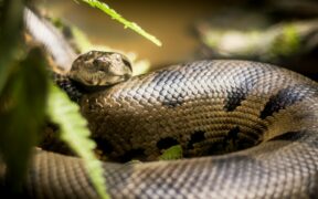 411_-Enormous-Anaconda-Found-Dead-in-Brazilian-Amazon-Suspected-Victim-of-Gunshot