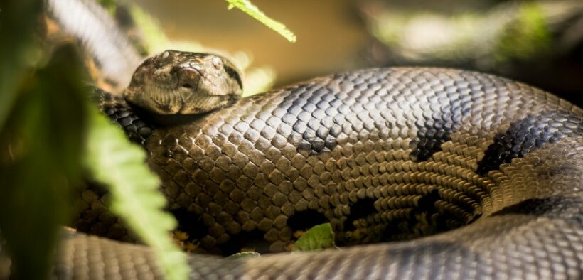 411_-Enormous-Anaconda-Found-Dead-in-Brazilian-Amazon-Suspected-Victim-of-Gunshot