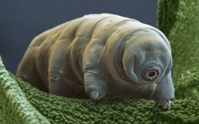 433_-Could-Tardigrade-Proteins-Prolong-Human-Life_-Scientists-Unveil-Groundbreaking-Study
