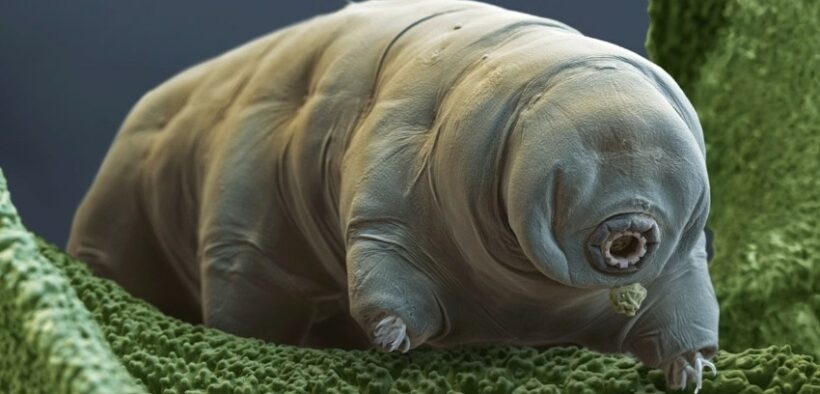 433_-Could-Tardigrade-Proteins-Prolong-Human-Life_-Scientists-Unveil-Groundbreaking-Study