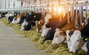 546-What-Avian-Flu-Found-in-Michigan-Means-for-Public-Health