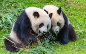 617-How-Tourist-Misconduct-Led-to-Lifetime-Bans-at-Chinas-Panda-Breeding-Center