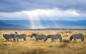 648-Record-Economic-Contribution-Just-Made-by-Tanzanias-Tourism-Sector